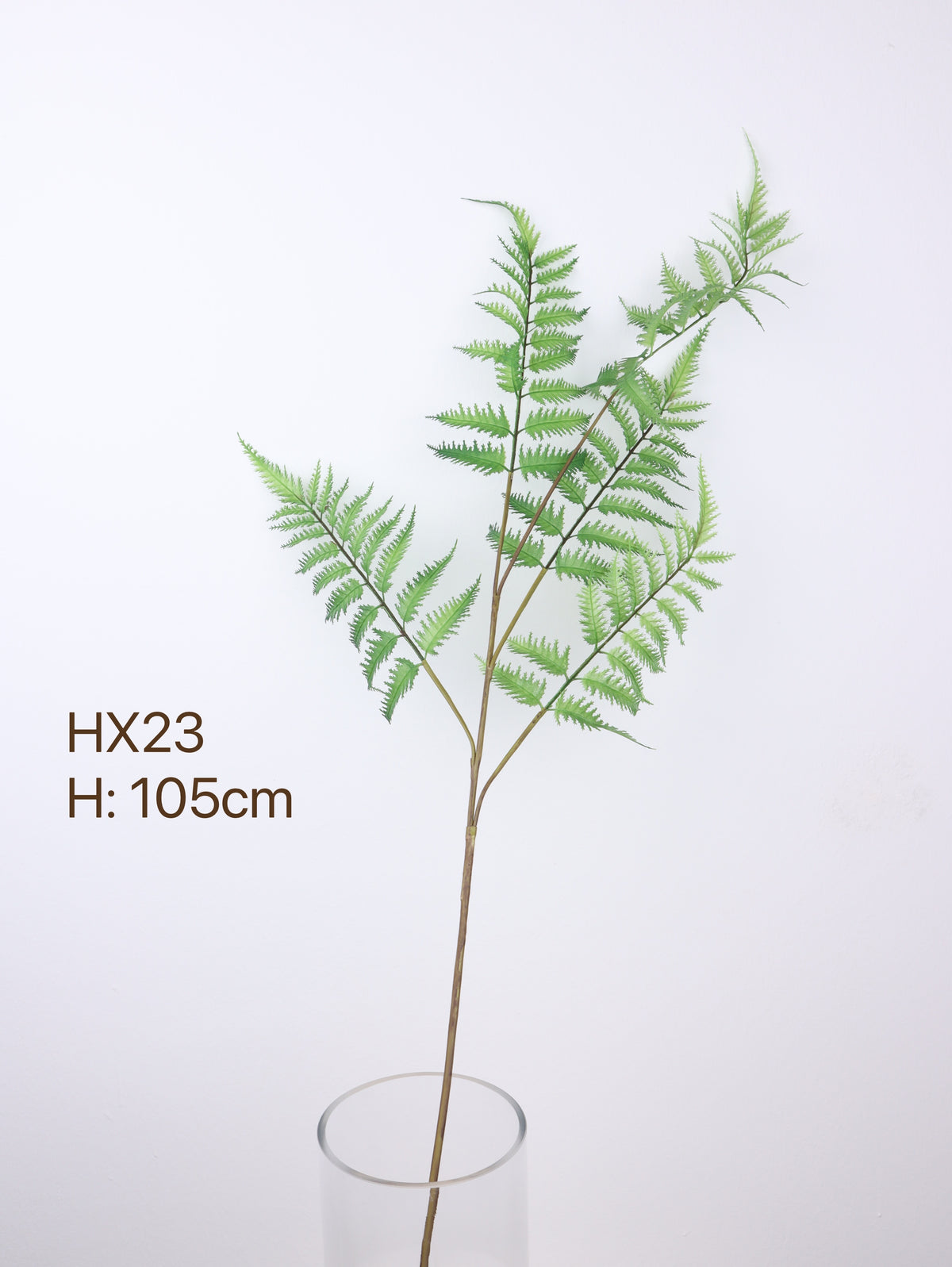 buy fern plants with 105cm 