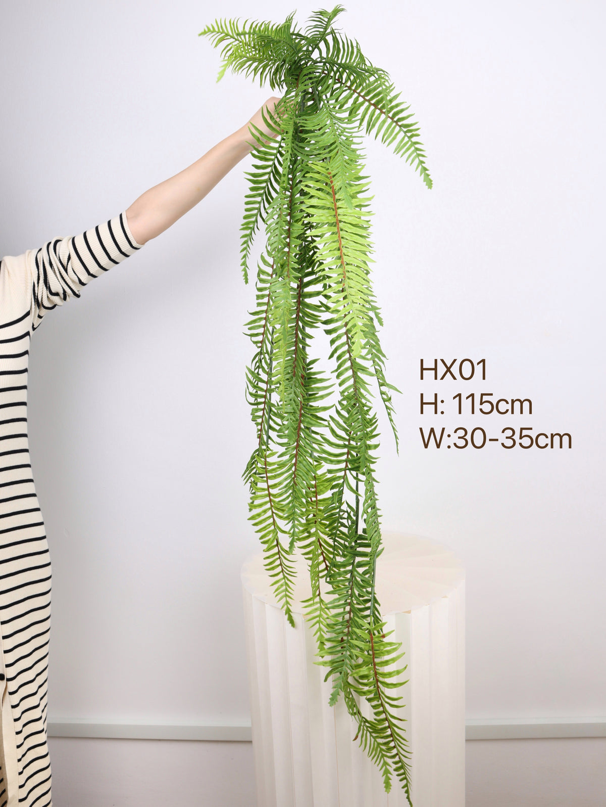 buy fern plants indoor