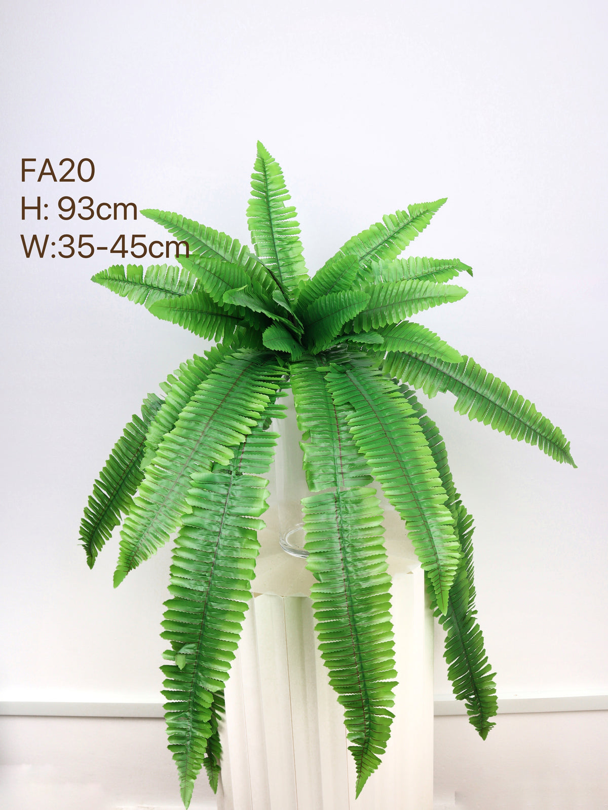 low maintenance of fern plant in singapur