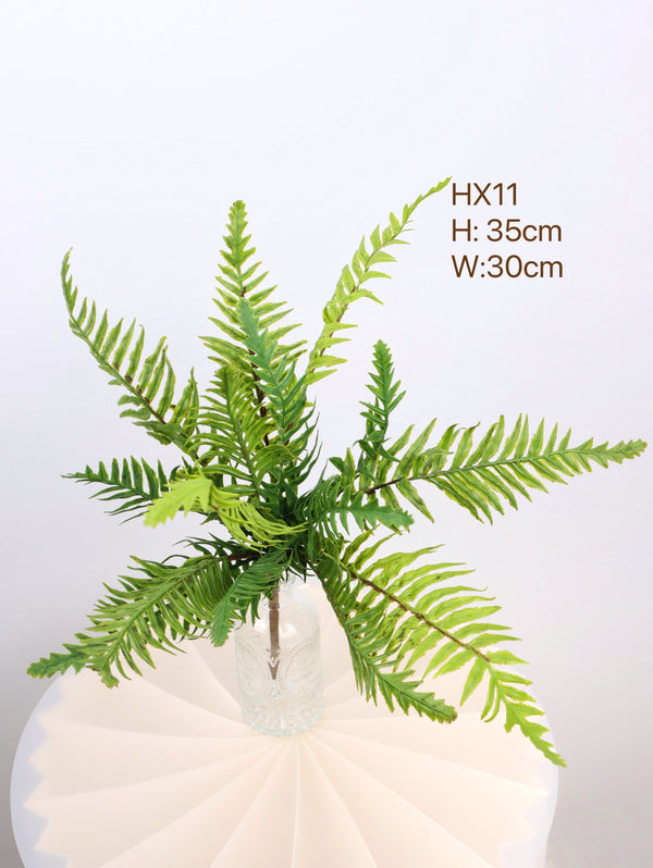 buy fern plants with 35cm 