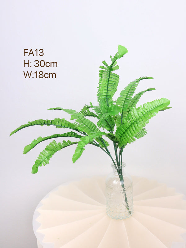 shop fern plants for home