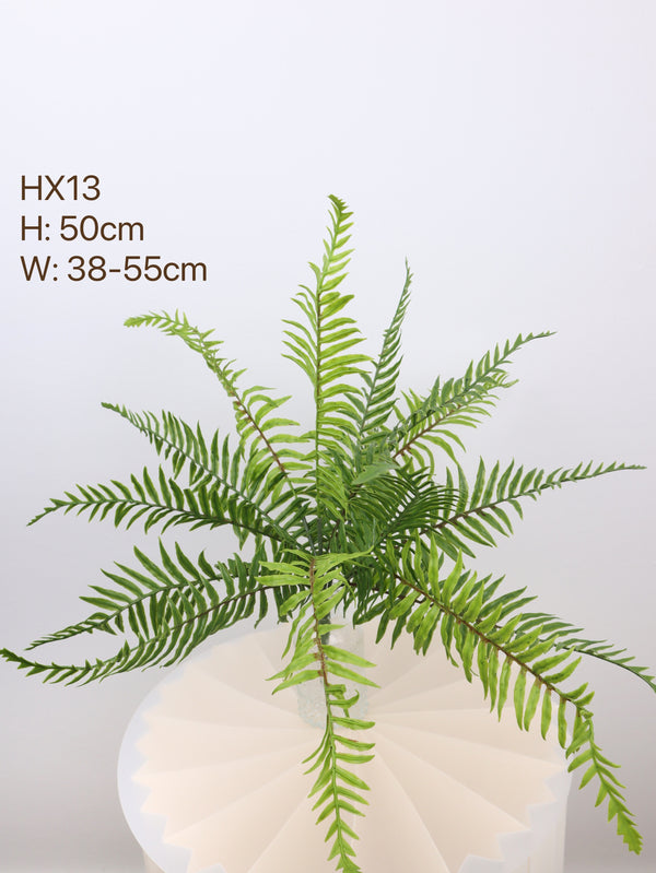 buy fern plants with 50cm 