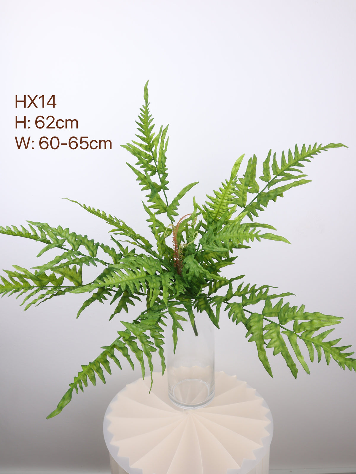 buy fern plants with 62cm 