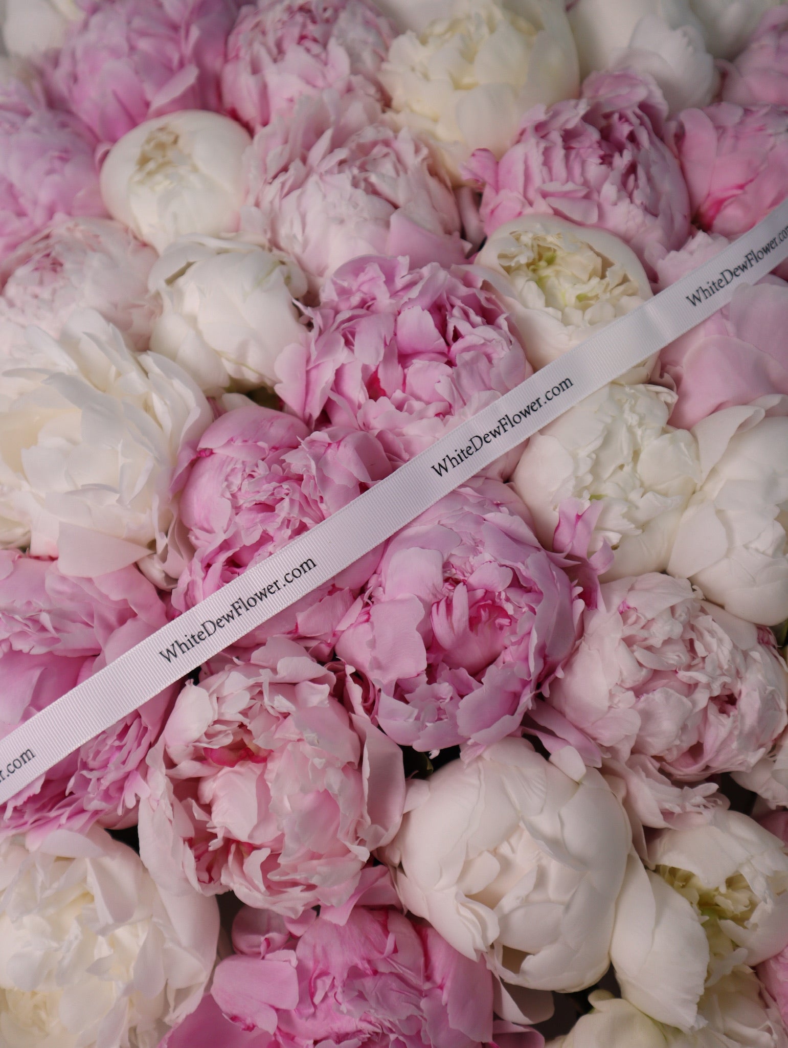 Peonyページ FT56-99 Pink Holland Peony Bouquet – White Dew Flower
