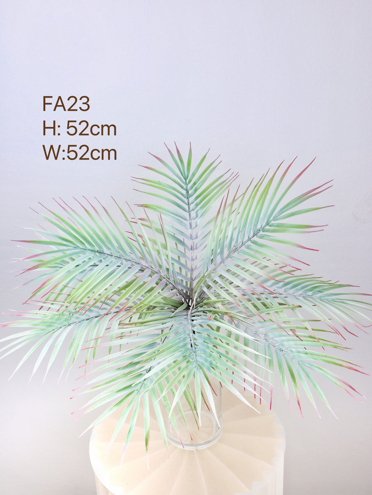 pygmy date palm indoor or outdoor in singapur