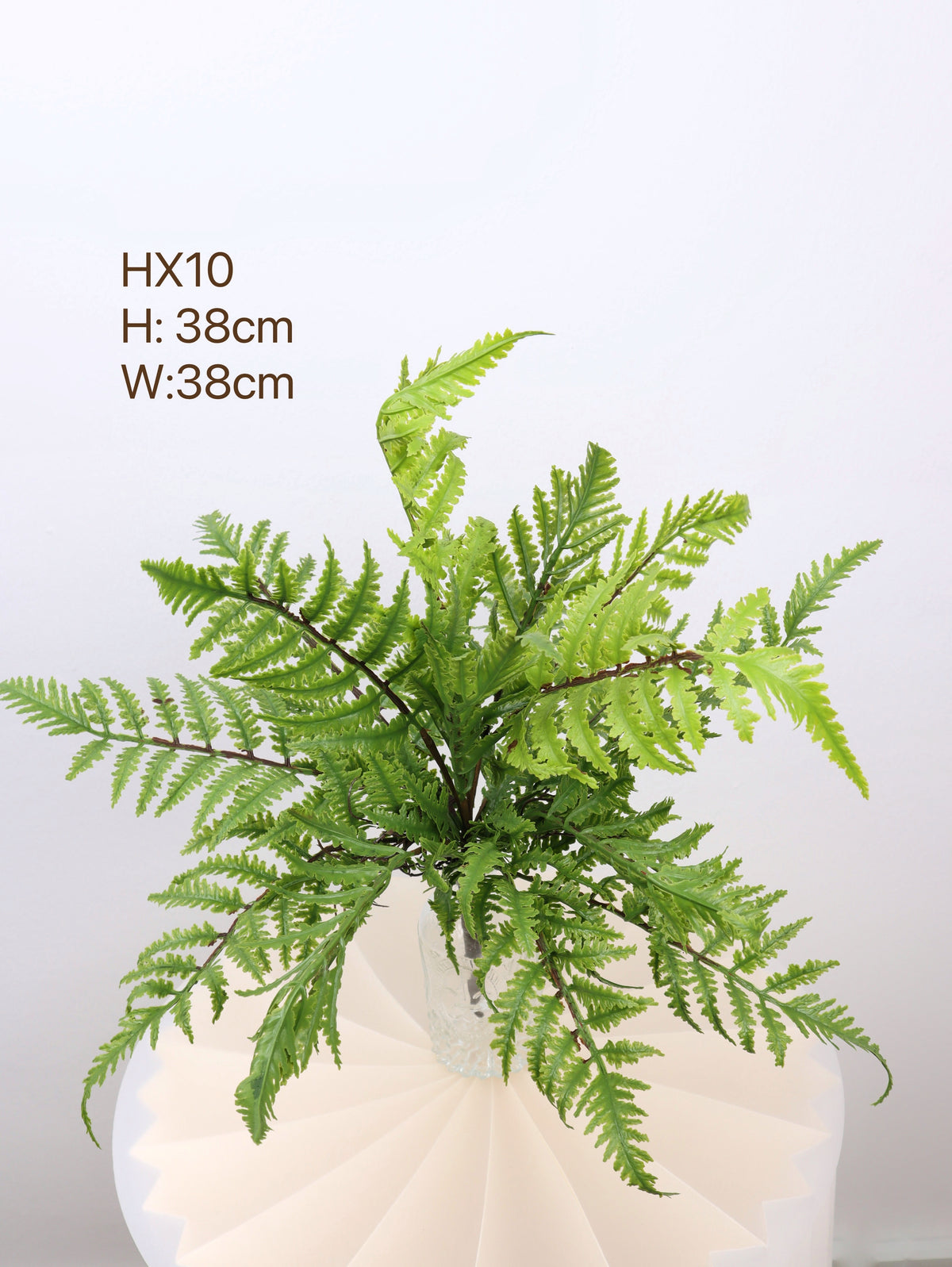 buy fern plants with 38cm 