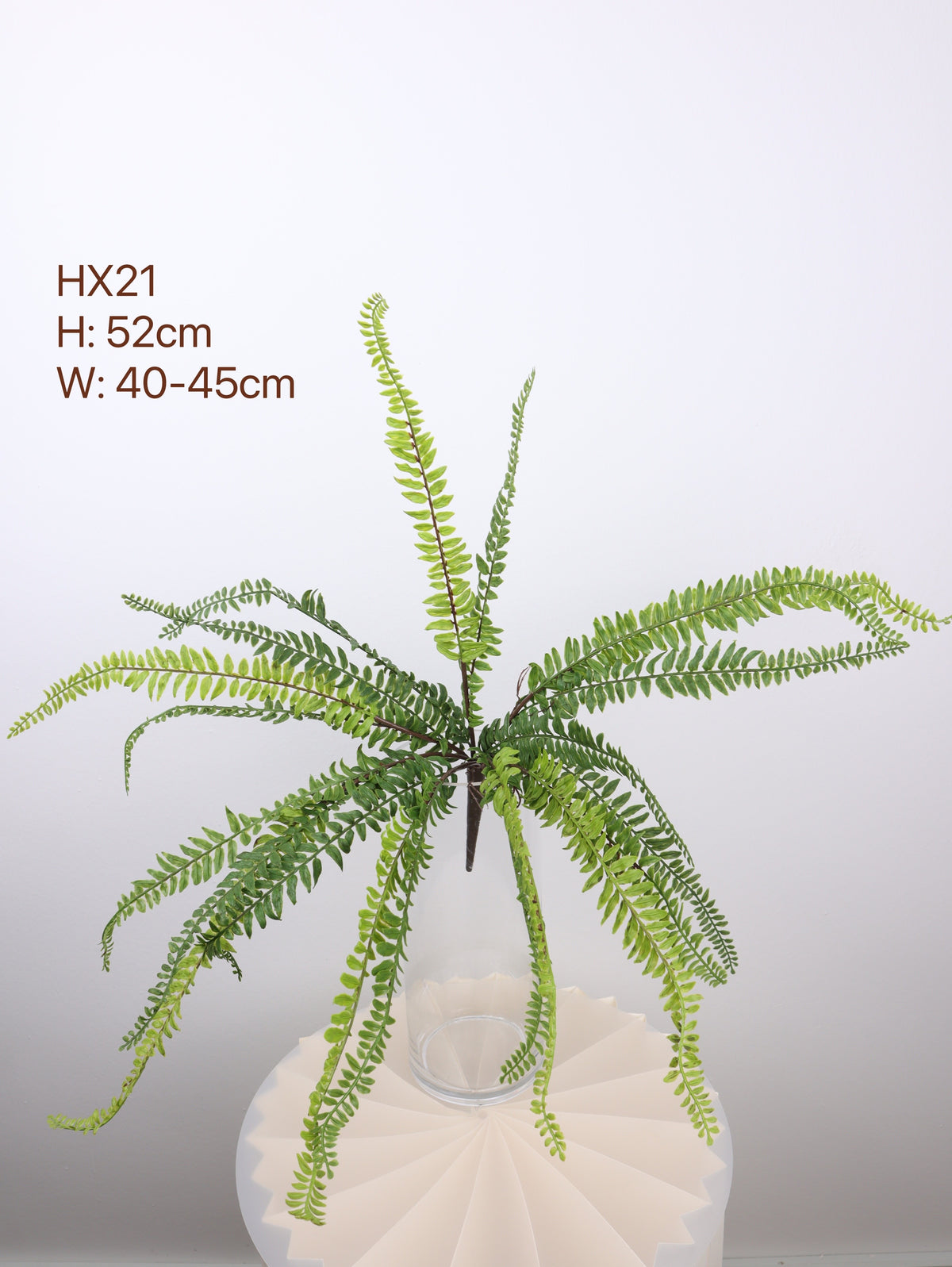 buy fern plants with 52cm 