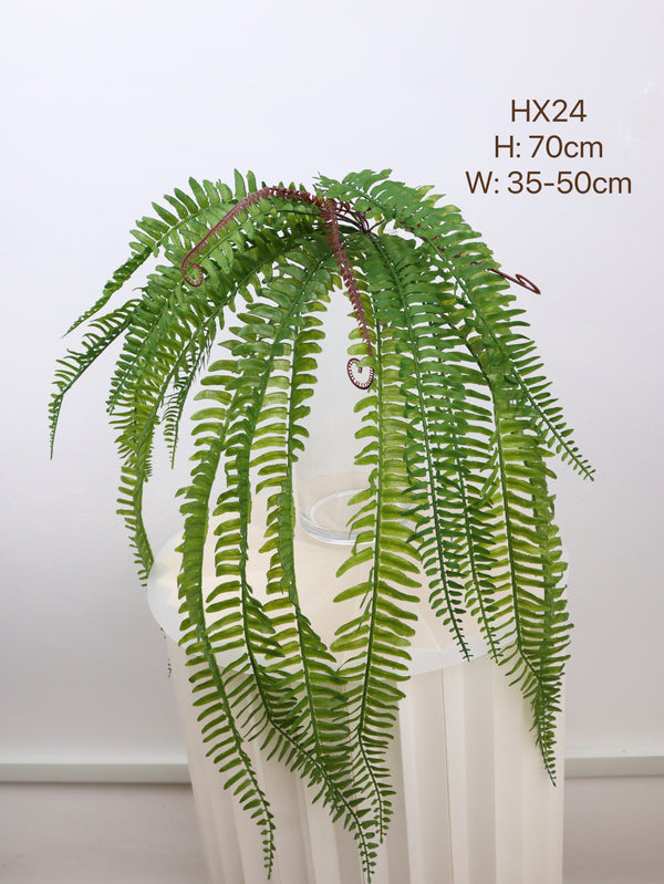 buy fern plants with 70cm