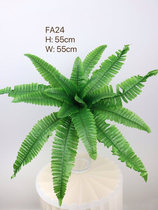 shop fern plants for indoo in singapur
